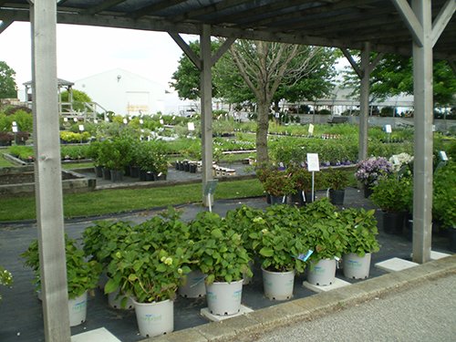 Property photo 24 - Complete Greenhouse Inventory Liquidation, 2 Dates, October 23 & 26 Plus 14 Acres